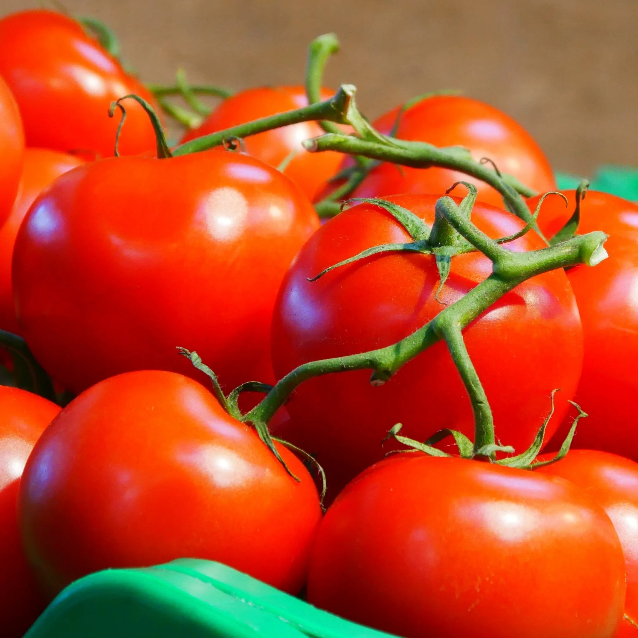 Tomate Marmande bio