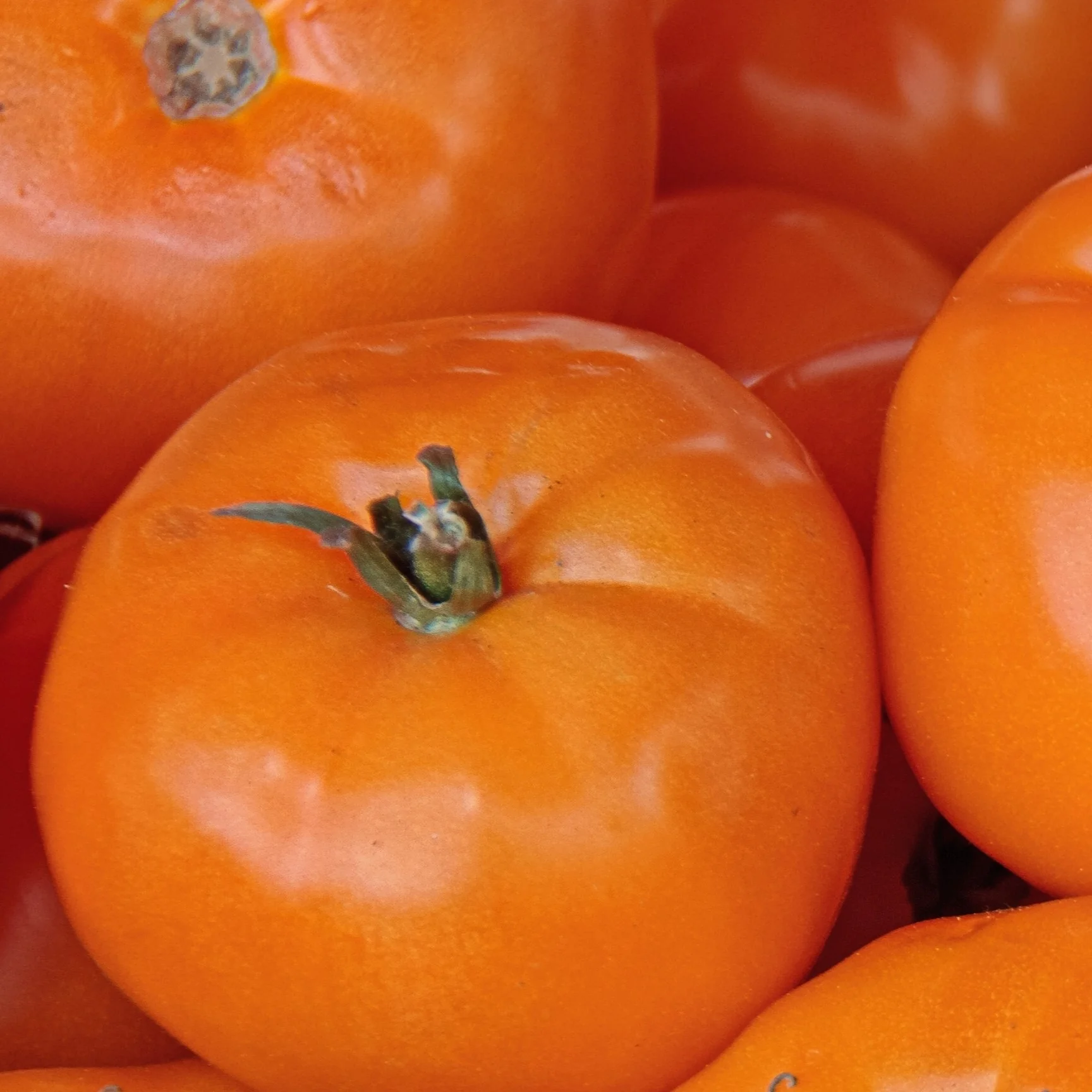 Tomate Chef's Choice Orange F1
