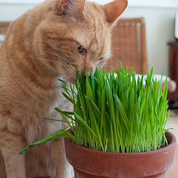 Herbe à chat