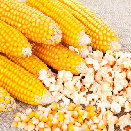 Maïs popcorn