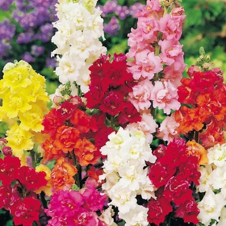 Muflier (Snapdragon)