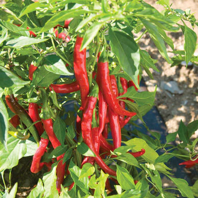 Piment fort 'Cayenne'
