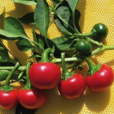Piment fort 'Tondo Piccante'