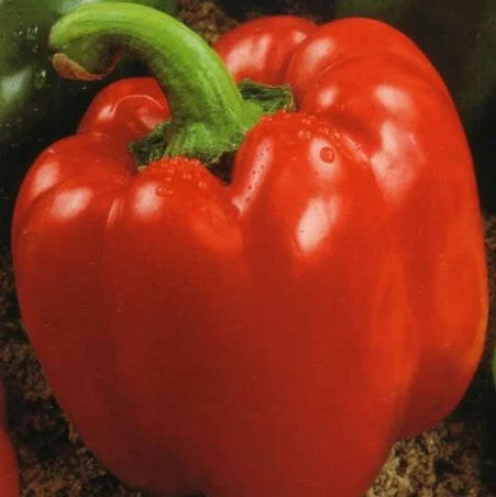 Poivron rouge 'Quadrato Rosso d'Asti'