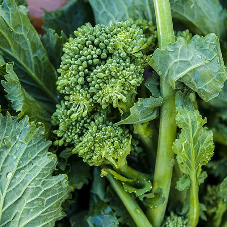 Rapini 'Broccoli Rabe Sessantina' (60 jours)