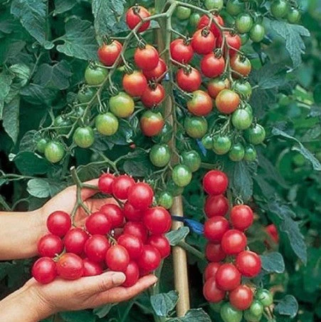 Tomate cerise rouge indéterminée