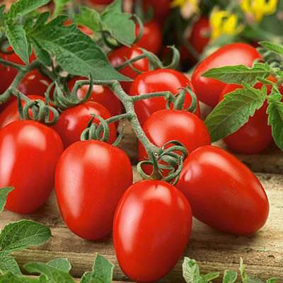 Tomate 'Napoli' VF