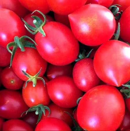 Tomate 'Principe Borghese'
