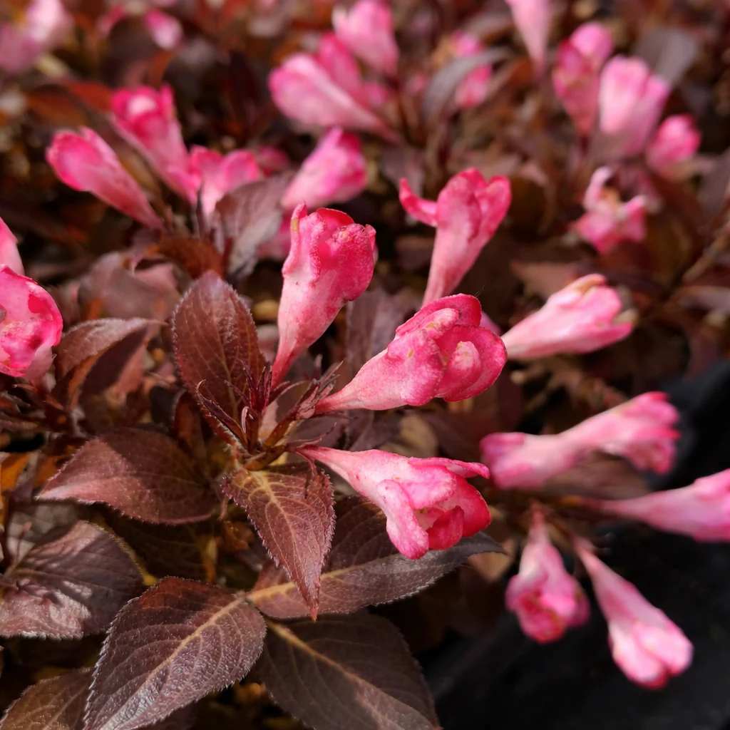 Weigela 'Date Night Afterglow'