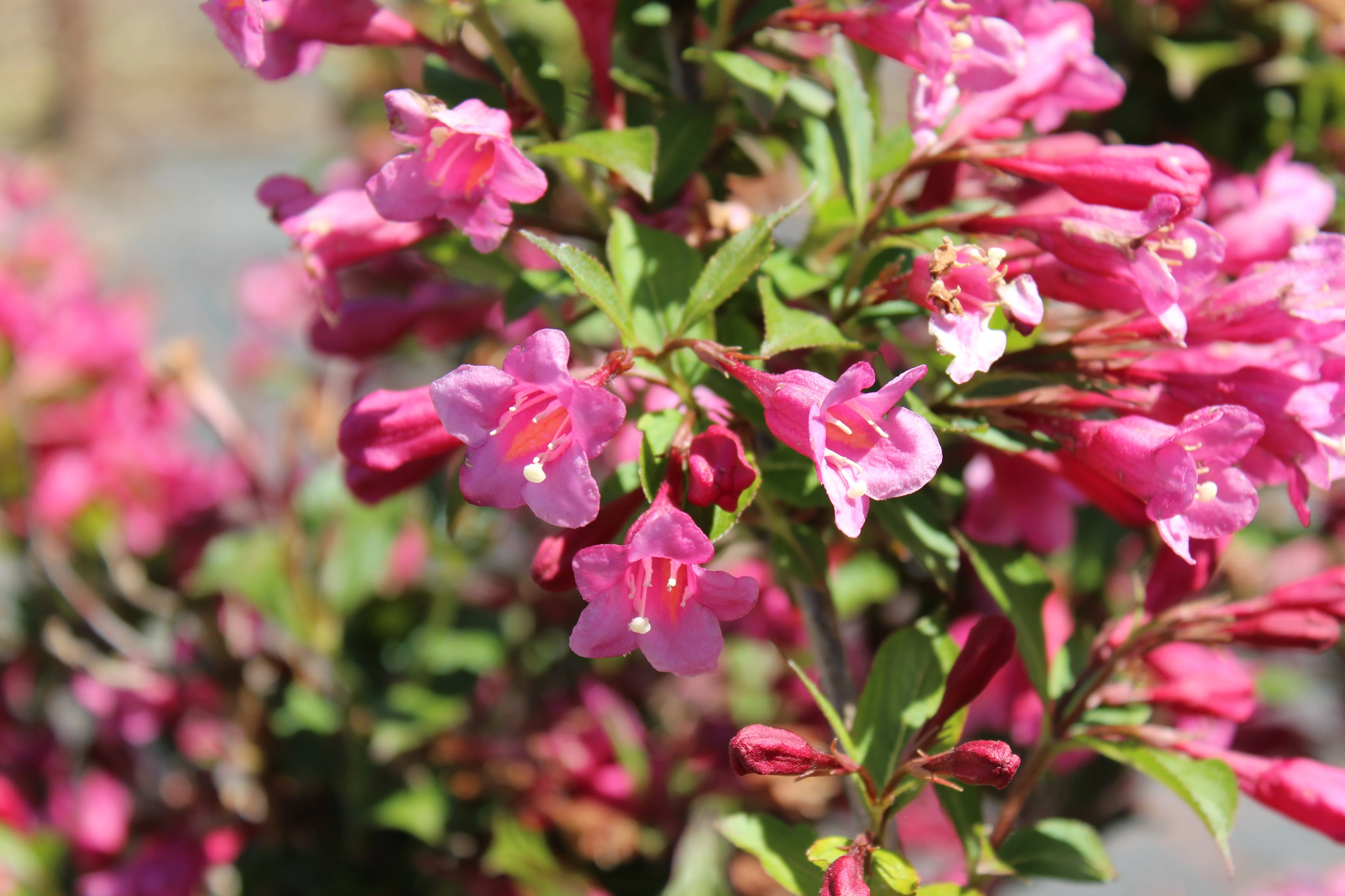 Weigela florida 'Minuet' - Image 3