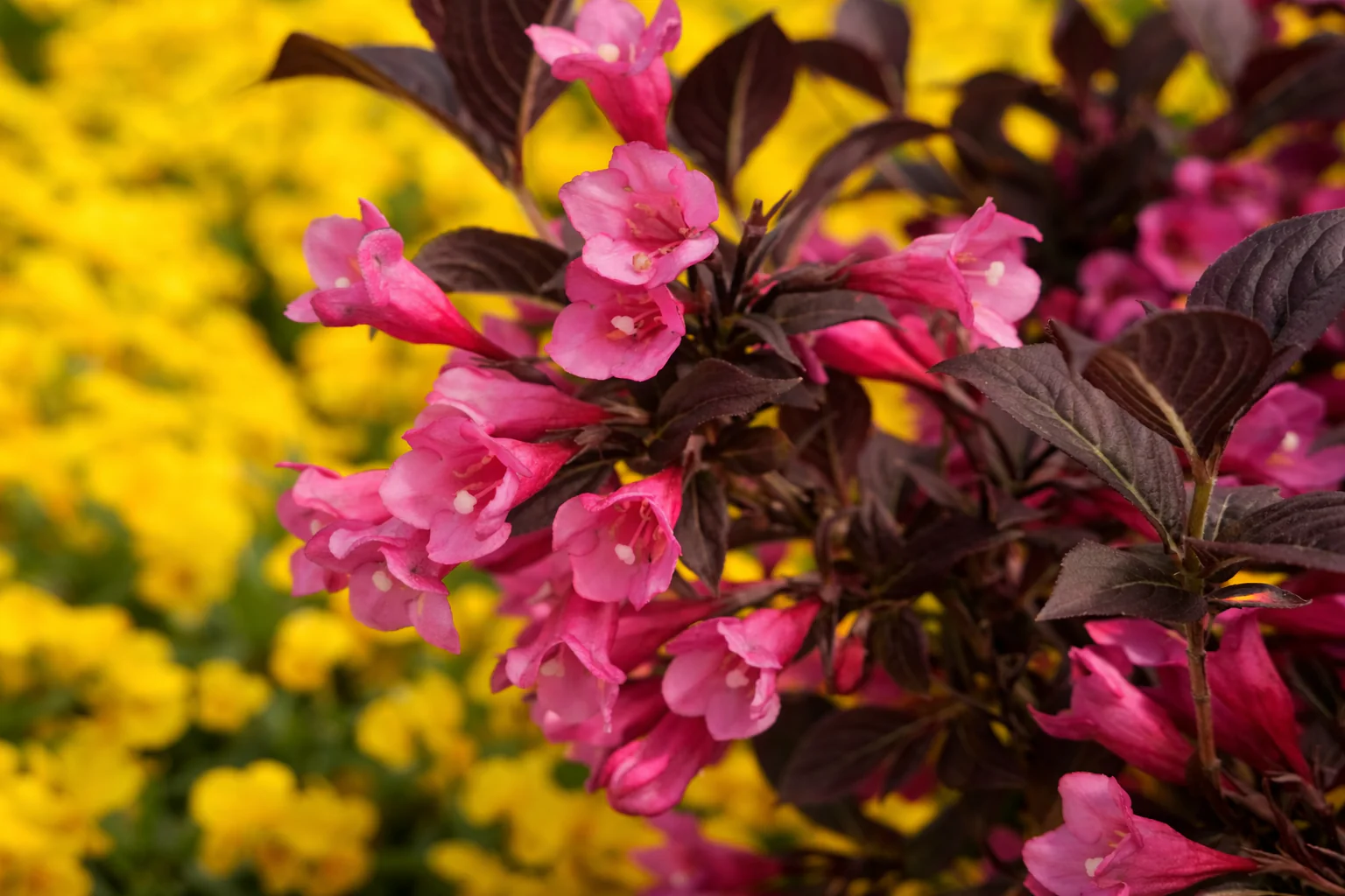 Weigela 'Stunner'