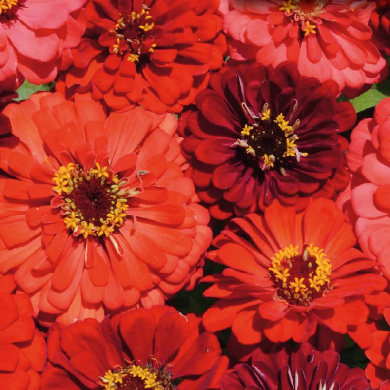 Mélange de zinnia 'Berry Tart'