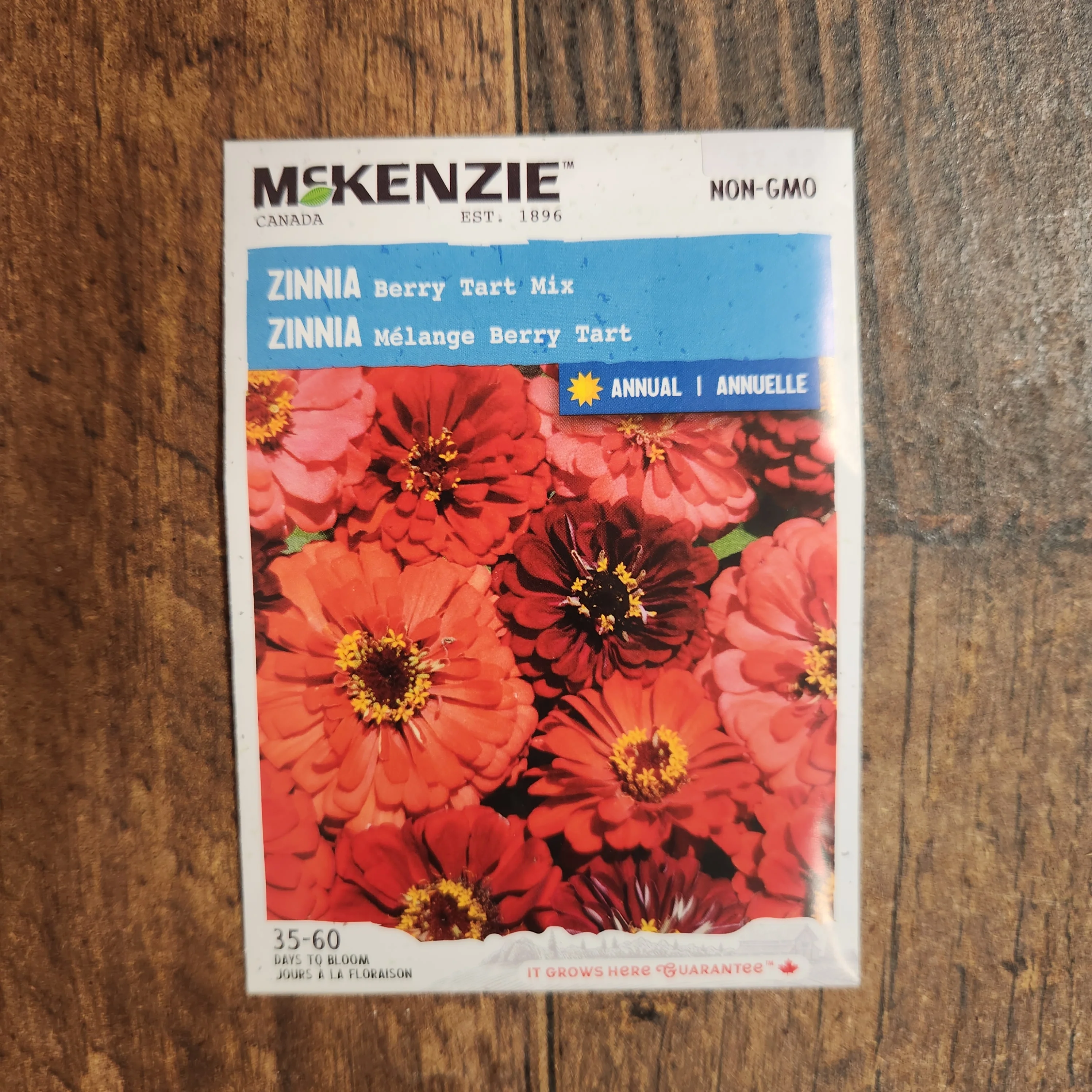 Mélange de zinnia 'Berry Tart' - Image 2